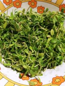 bensalada perifollos